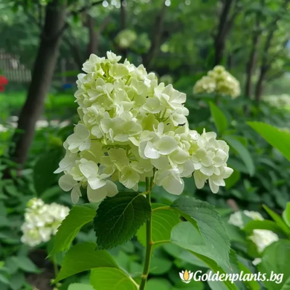 „Херкулес“ – хортензия