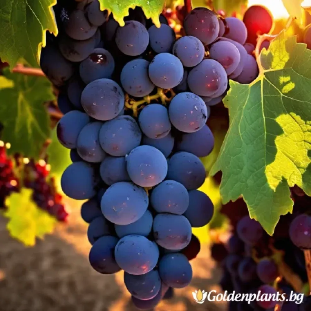 Лоза сорт Каберне Фран /cabernet franc/- Средно късно зреещ