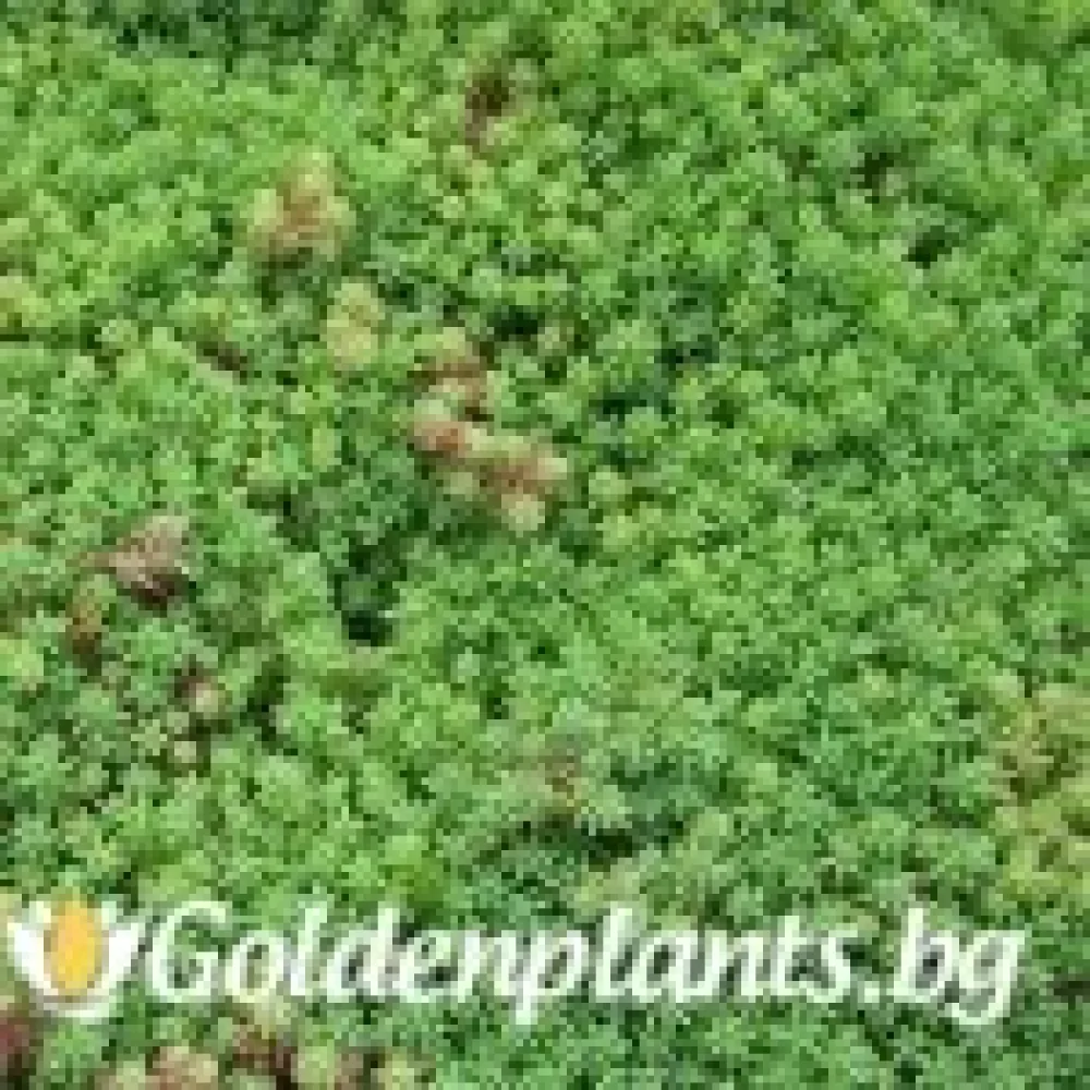 Седум green carpet зелен