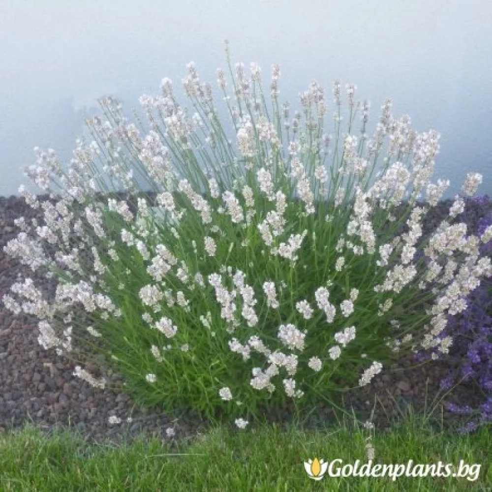 Лавандула „Еделвайс“