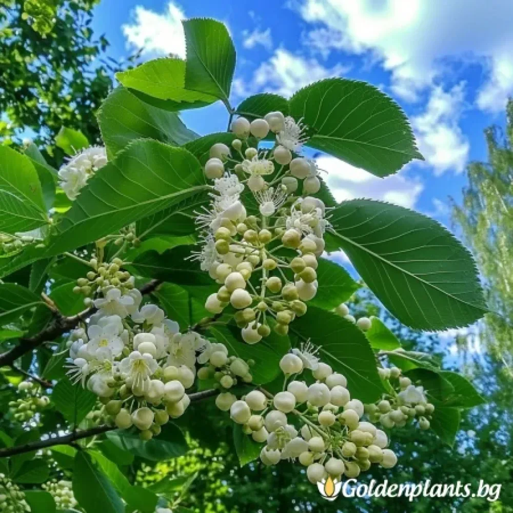 Офика Бяла 120см