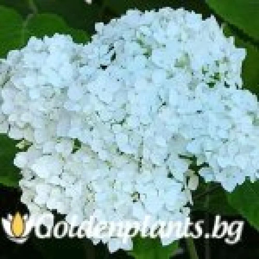 Хортензия бяла