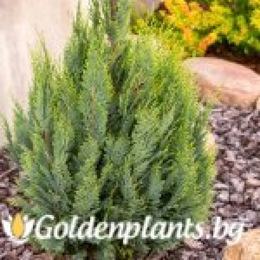 Лъжекипарис Ellwood and #039s Gold