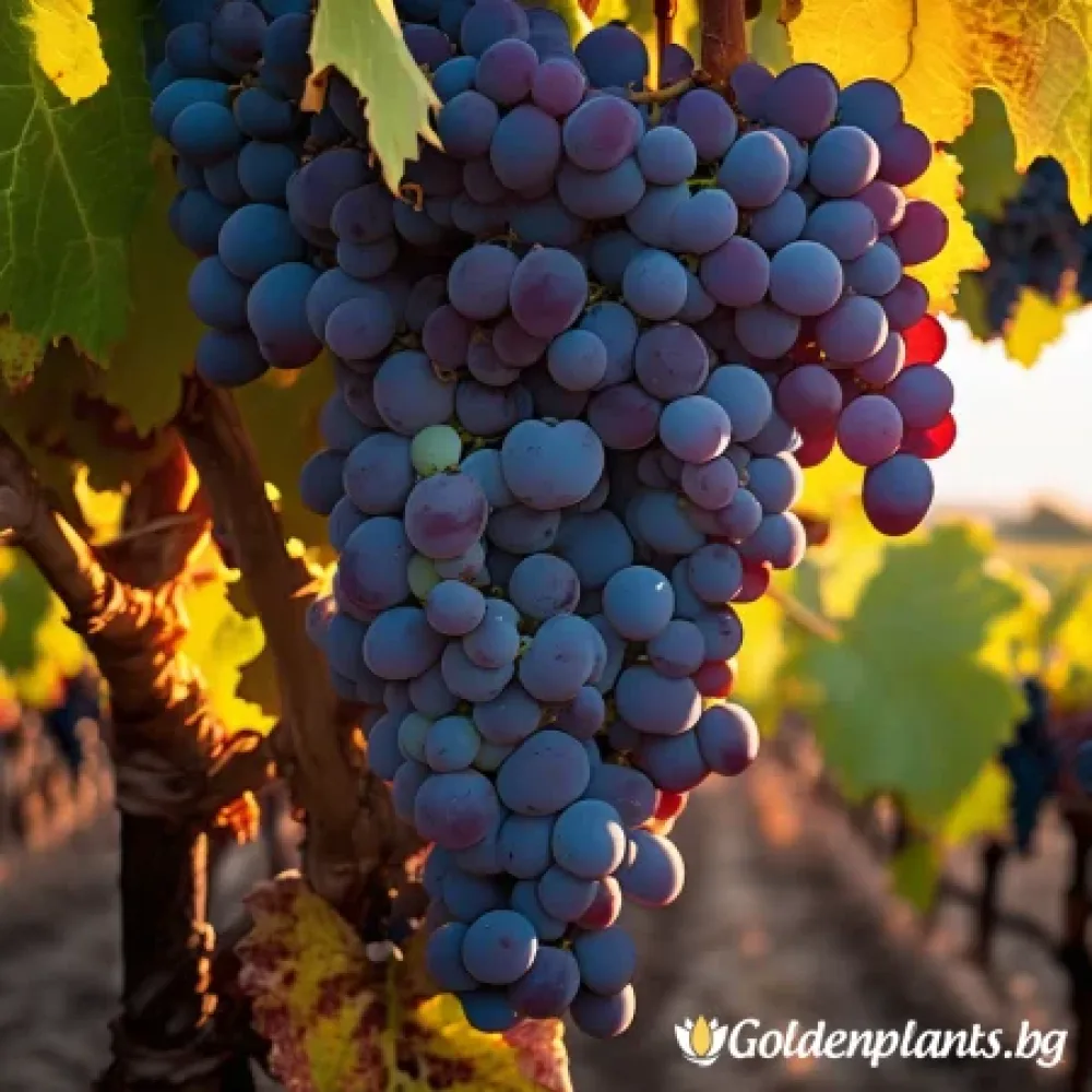 Лоза сорт Каберне Фран /cabernet franc/- Средно късно зреещ