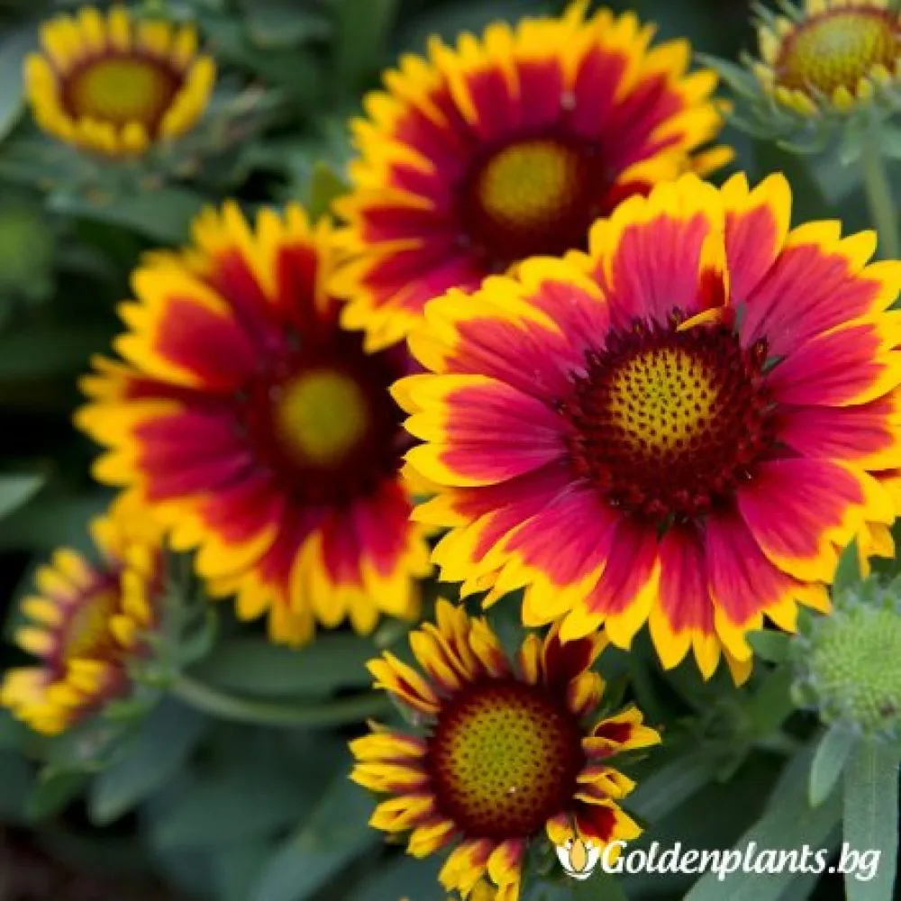 Гайлардия оранжева / Gaillardia