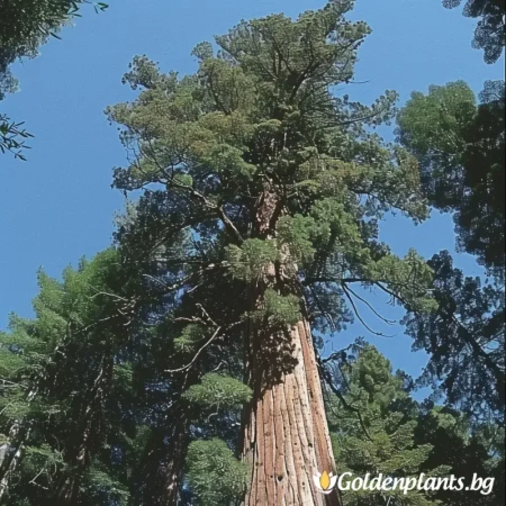 Калифорнийска Секвоя