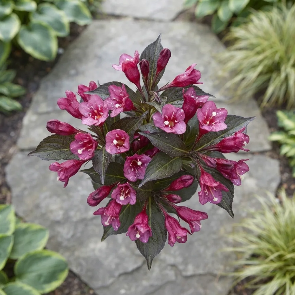 Вайгела florida Purpurea