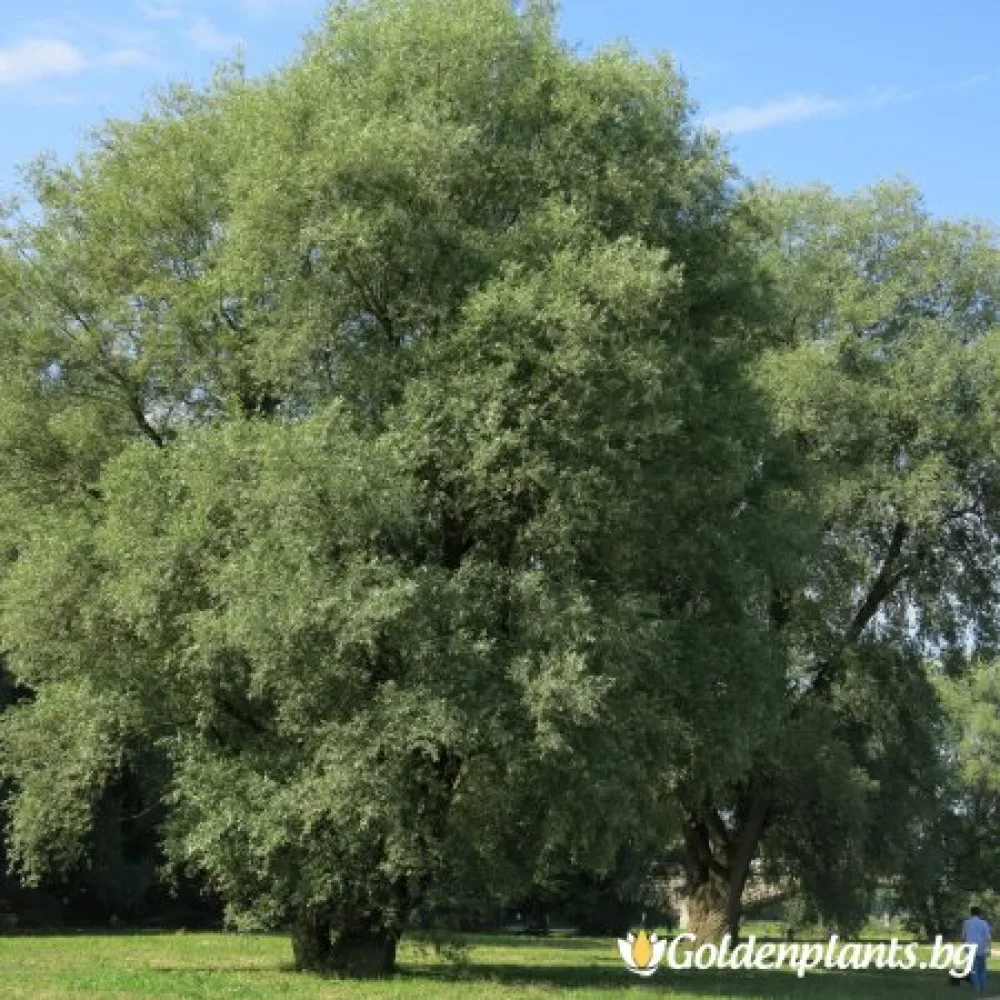 Обикновена Бяла Върба 50-60 см
