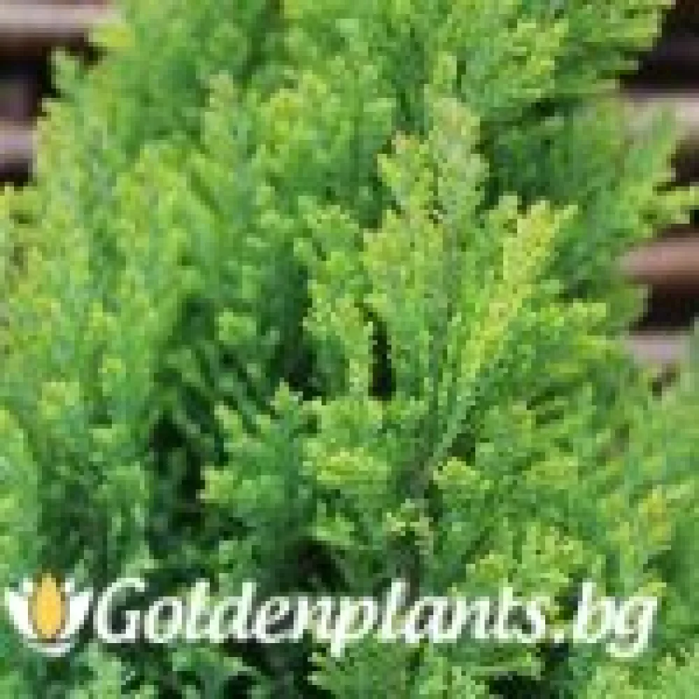 Лъжекипарис Ellwood and #039s Gold