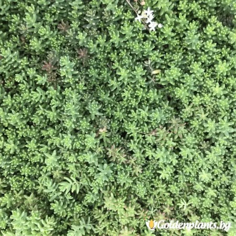 Седум green carpet зелен