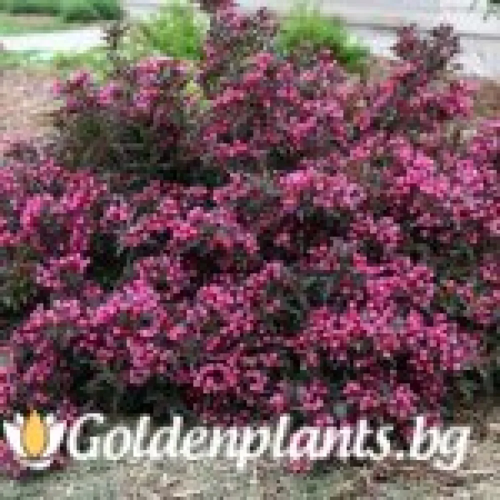 Вайгела florida Purpurea