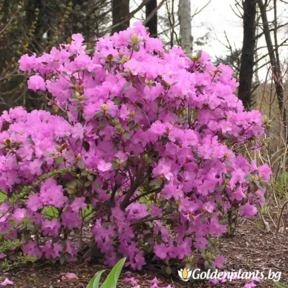 „П.Ж.М Елит“ – рододендрон