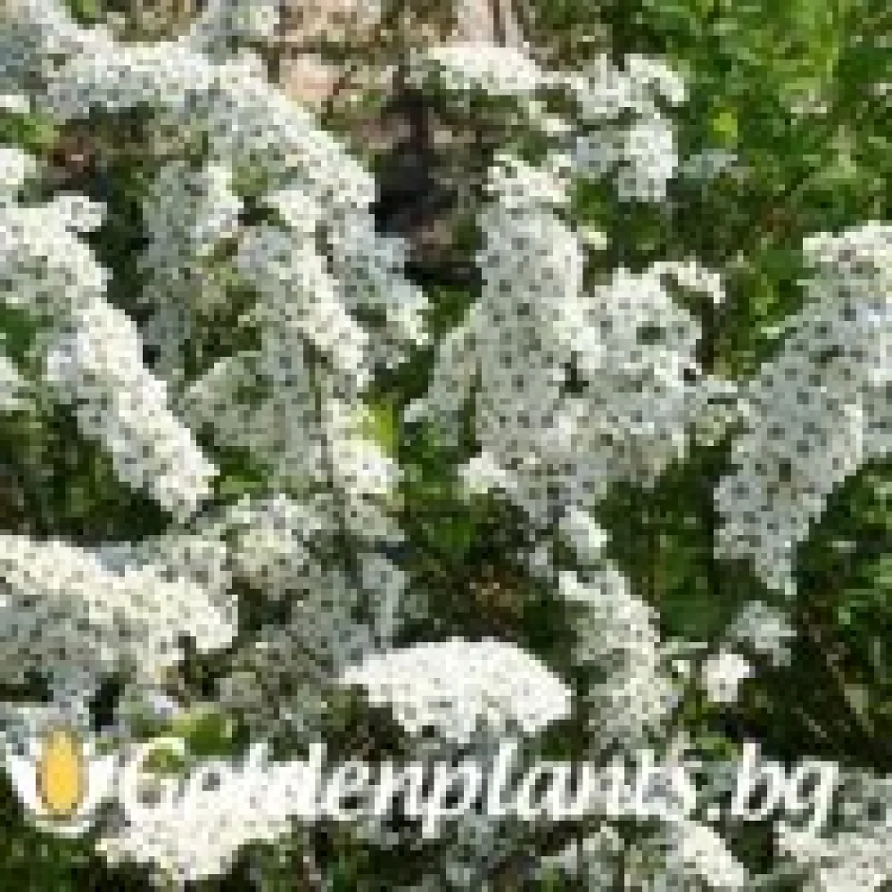 Спирея Аргута - 30 - 40 см
