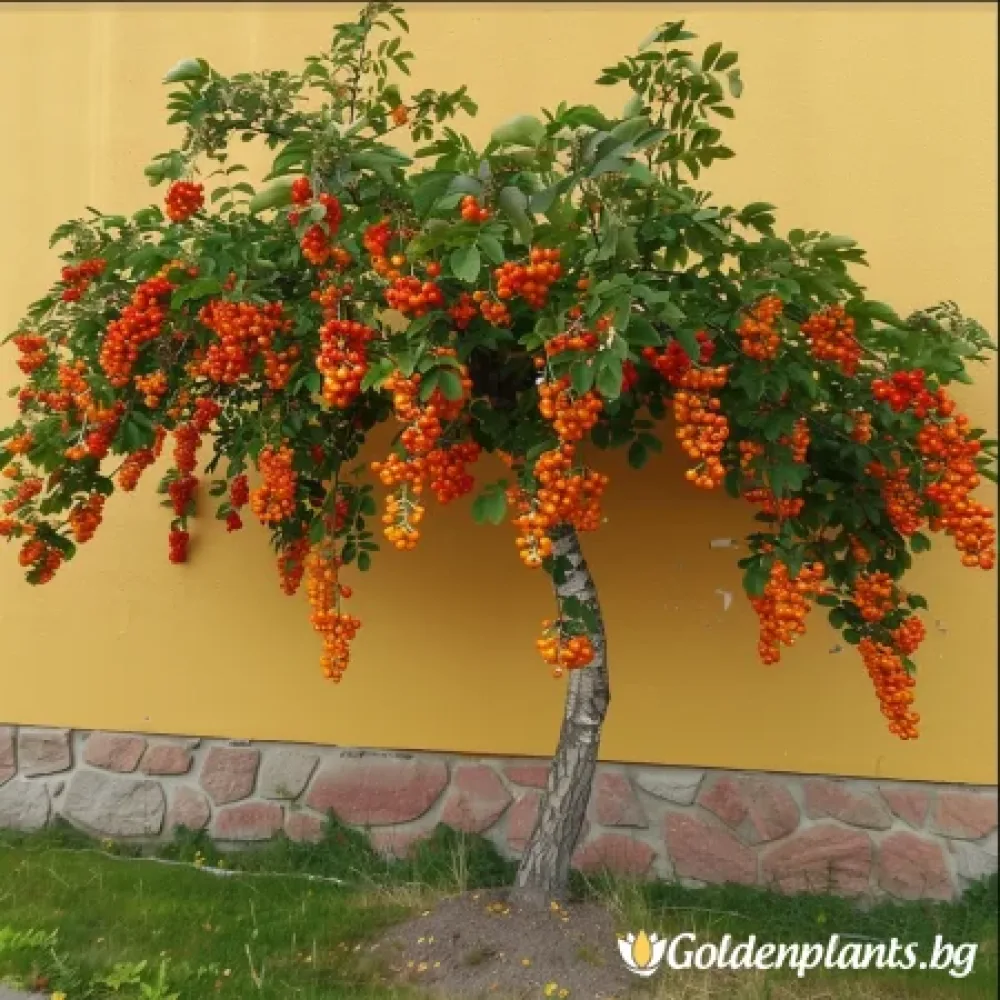 Плачеща Офика 140см