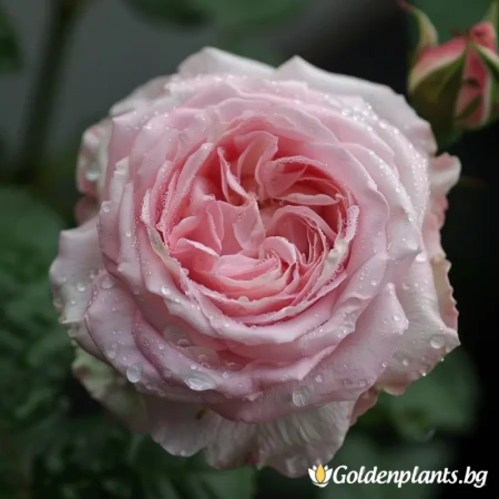 Роза „Лайтфлора“, гол корен