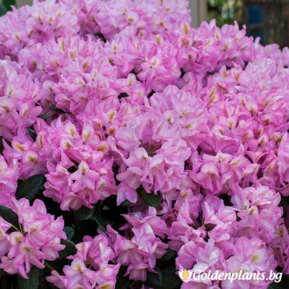 „Аркадий“ – рододендрон