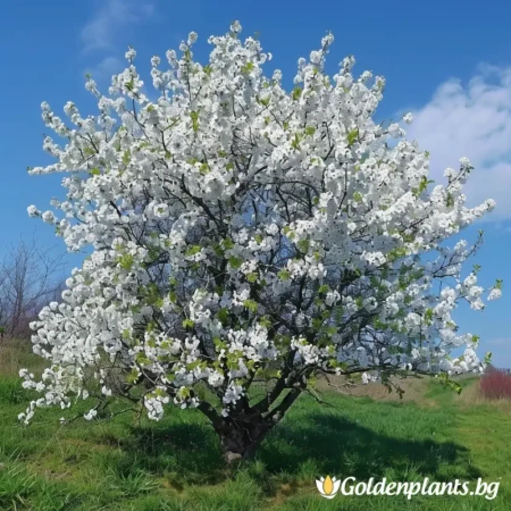 Японска вишна сорт „Ямадей“