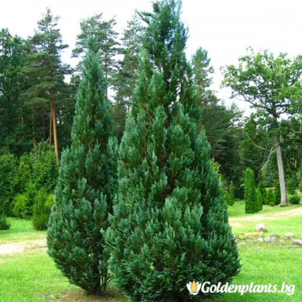 Лъжекипарис с бял оттенък