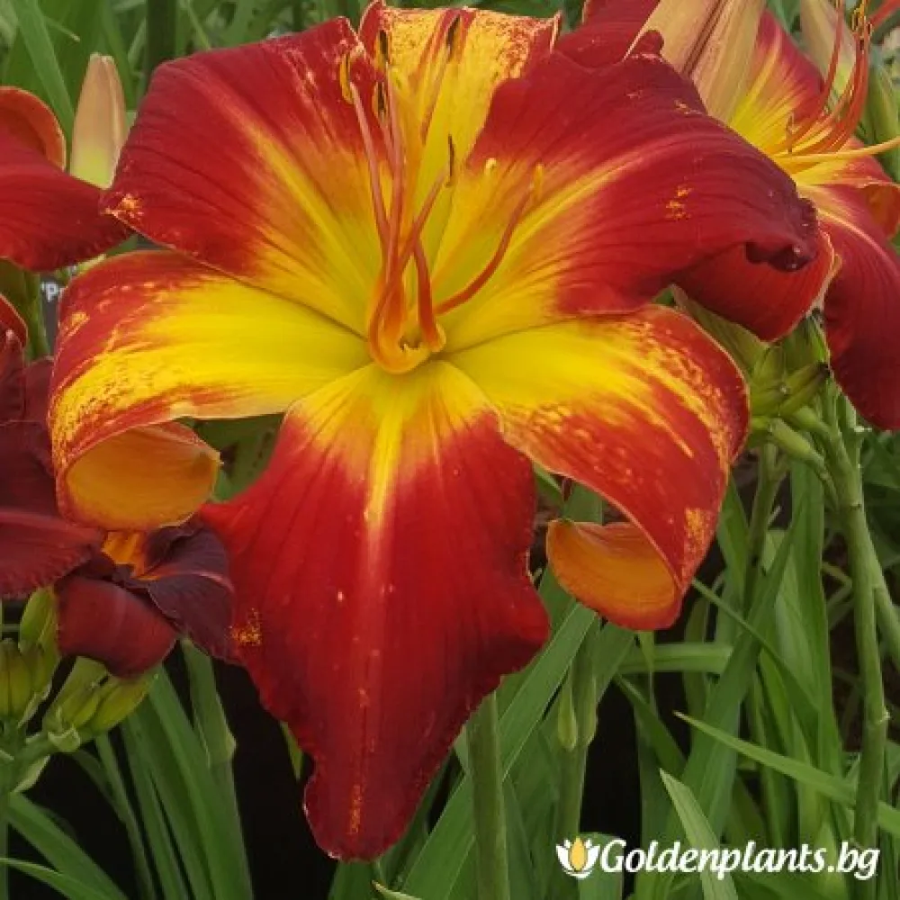 Хемерокалис /Hemerocallis