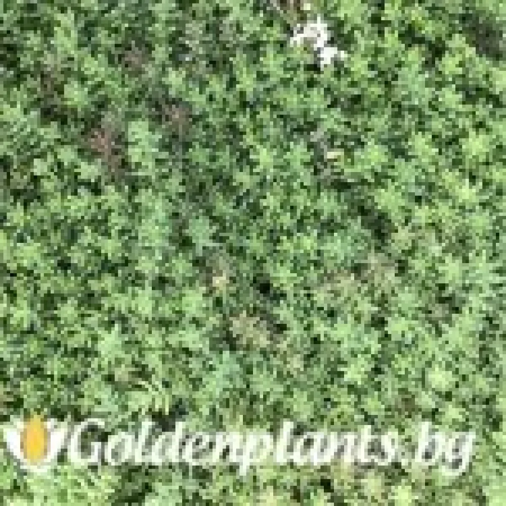Седум green carpet зелен