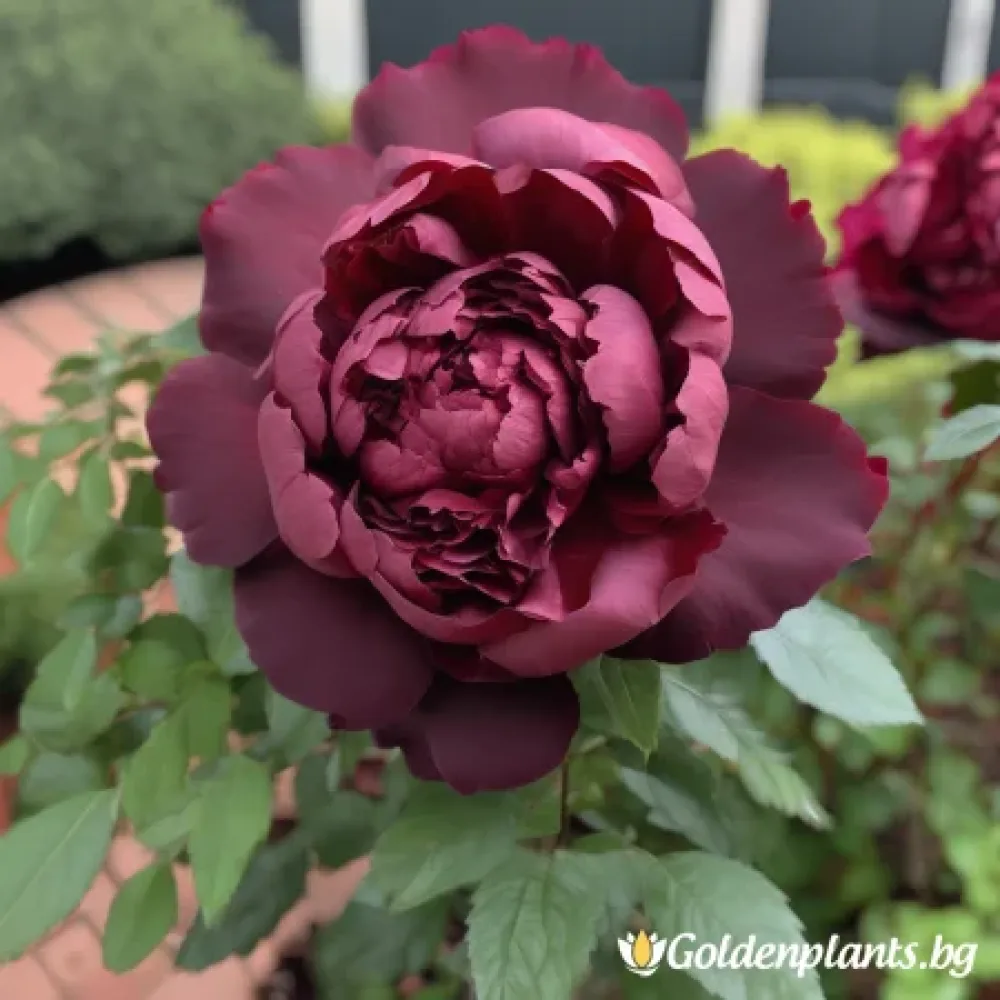 Роза „Тъмна Амброзия“, гол корен