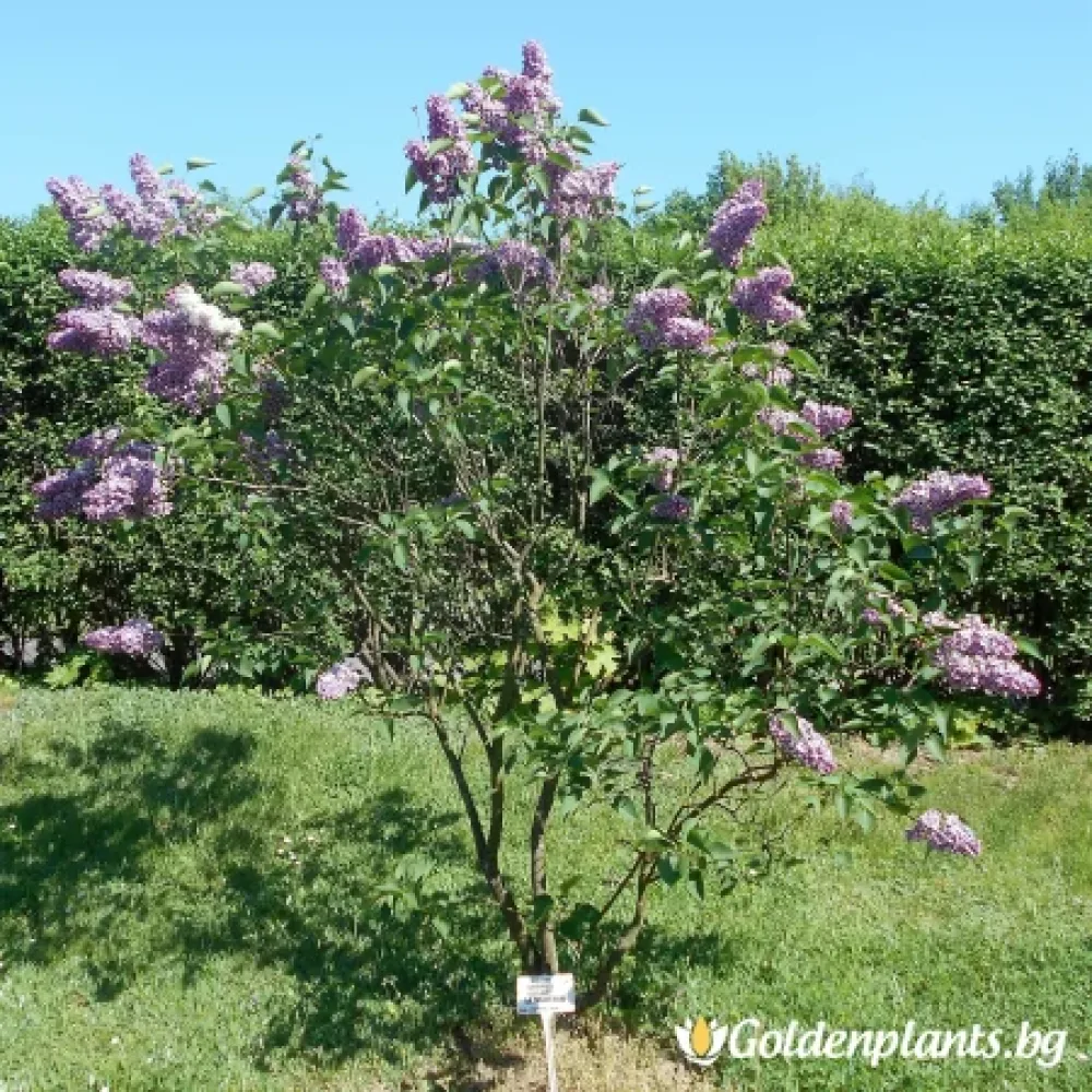 Люляк сорт „Усещане“