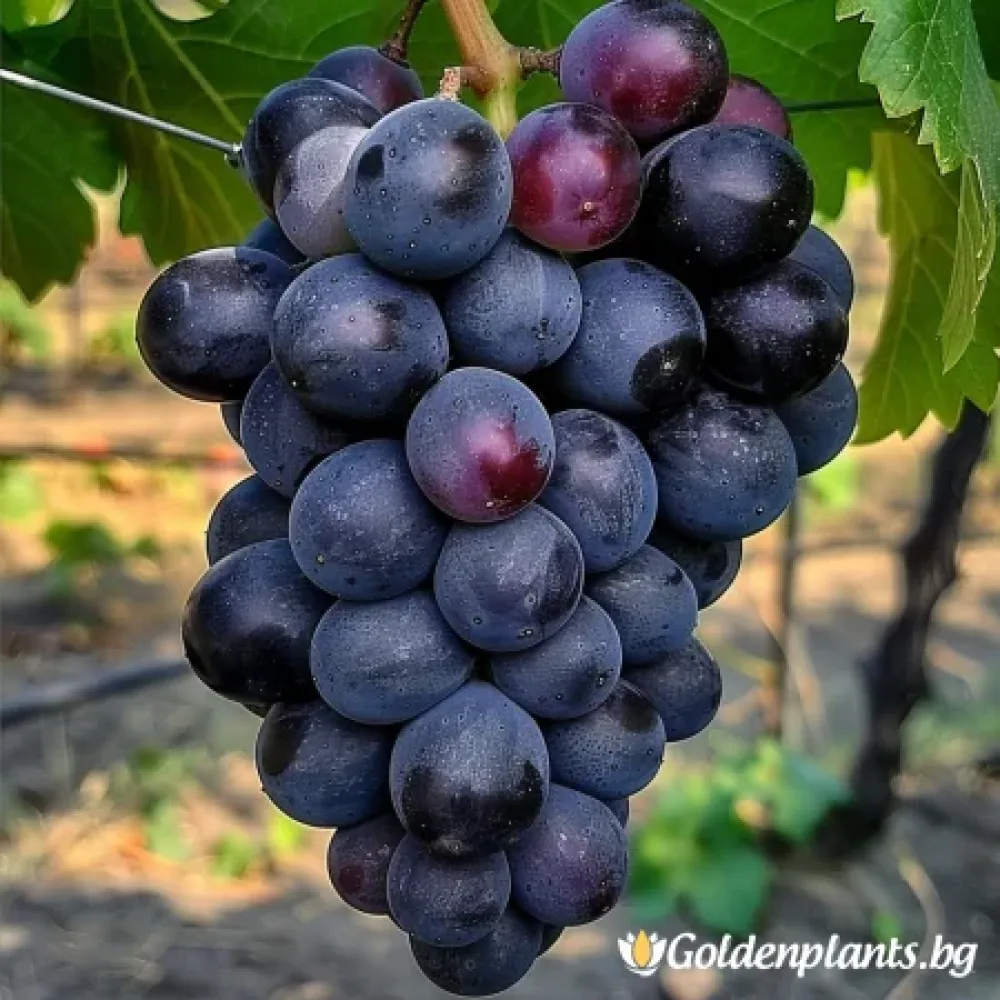 Лоза сорт Тангра - безсеменен десертен сорт грозде - Късно зреещ, черен, едър