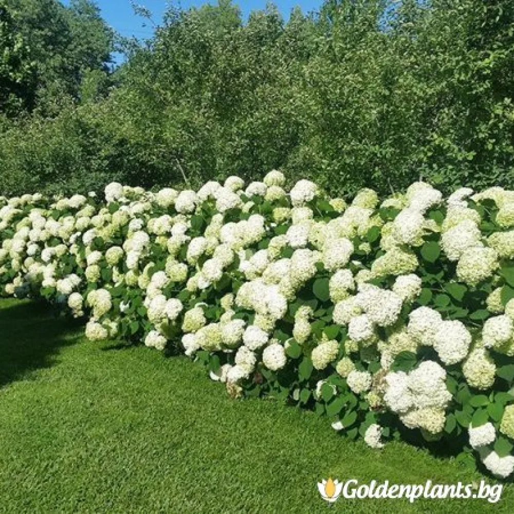 Хортензия бяла