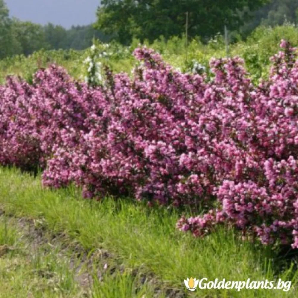 Вайгела florida Purpurea