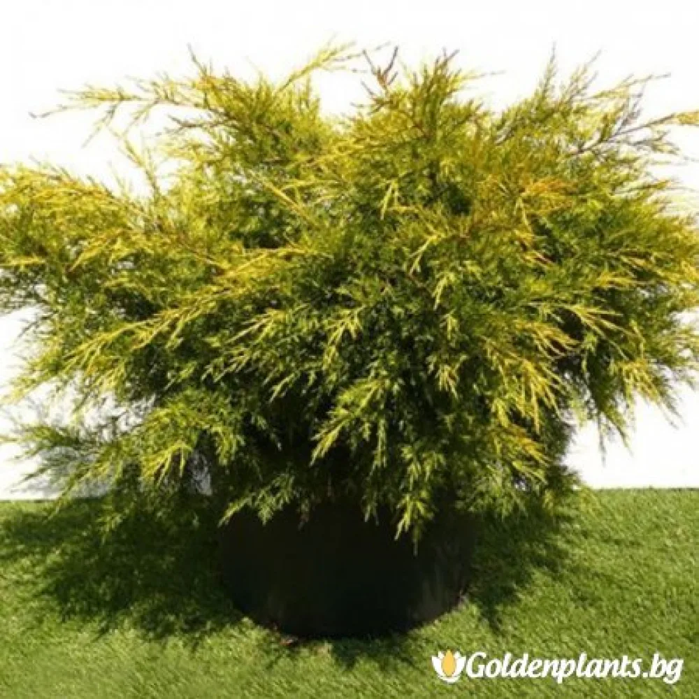 Юниперус Kuriwao Gold