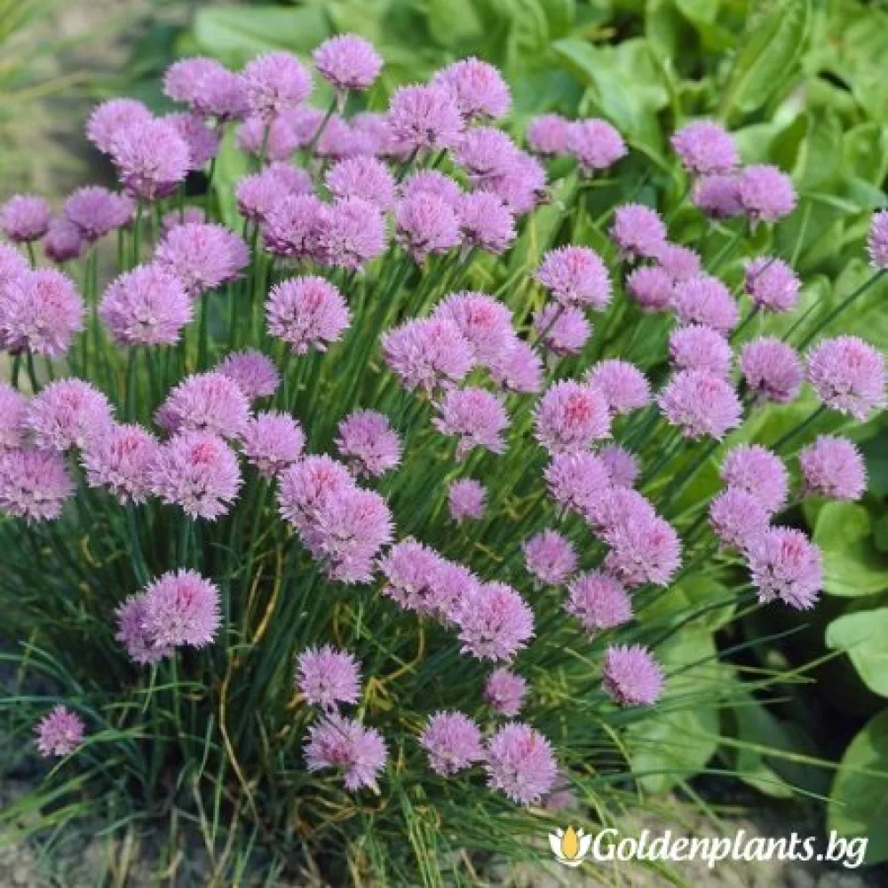 Сибирски лук, резанец