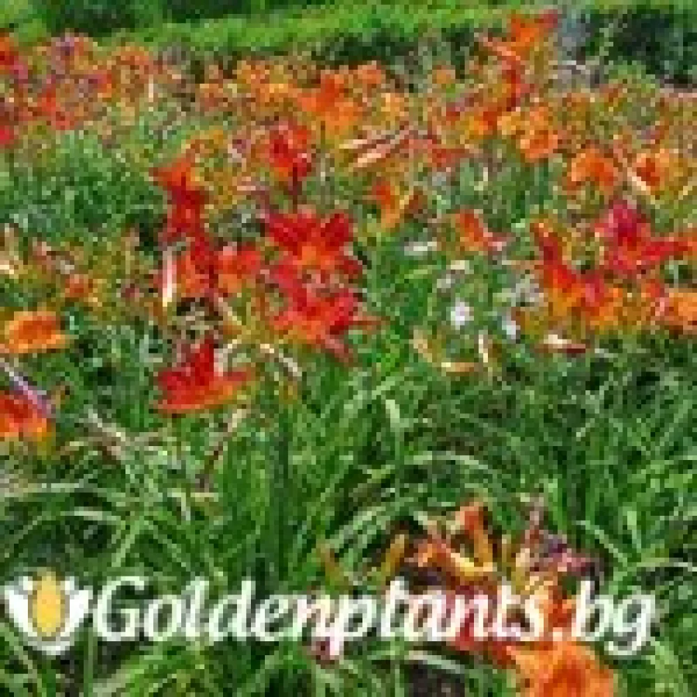 Хемерокалис Crimson Pirate