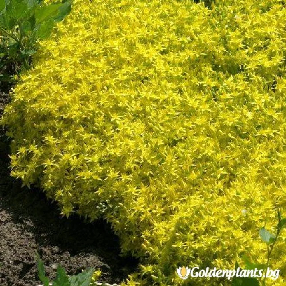 Камчатски седум