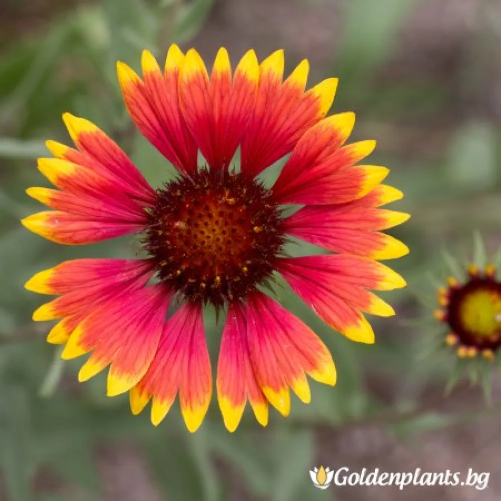 Гайлардия оранжева / Gaillardia
