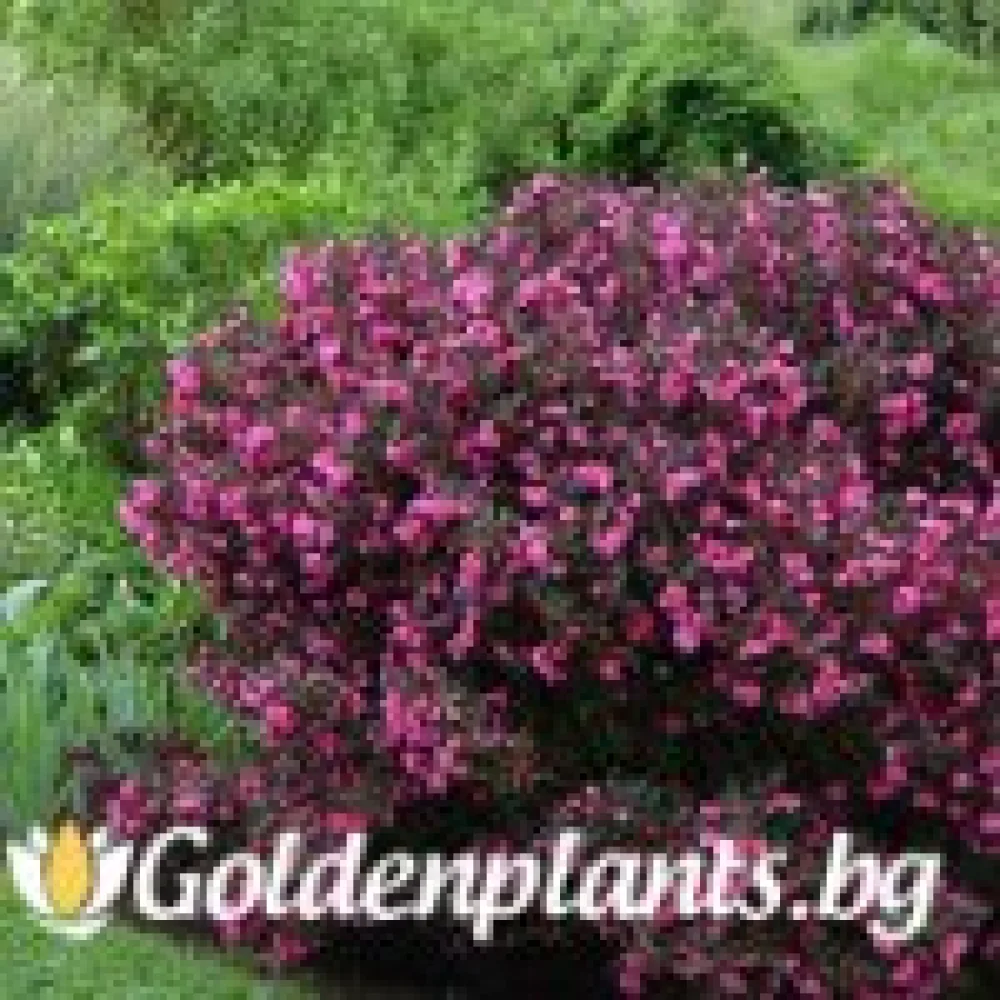 Вайгела florida Purpurea