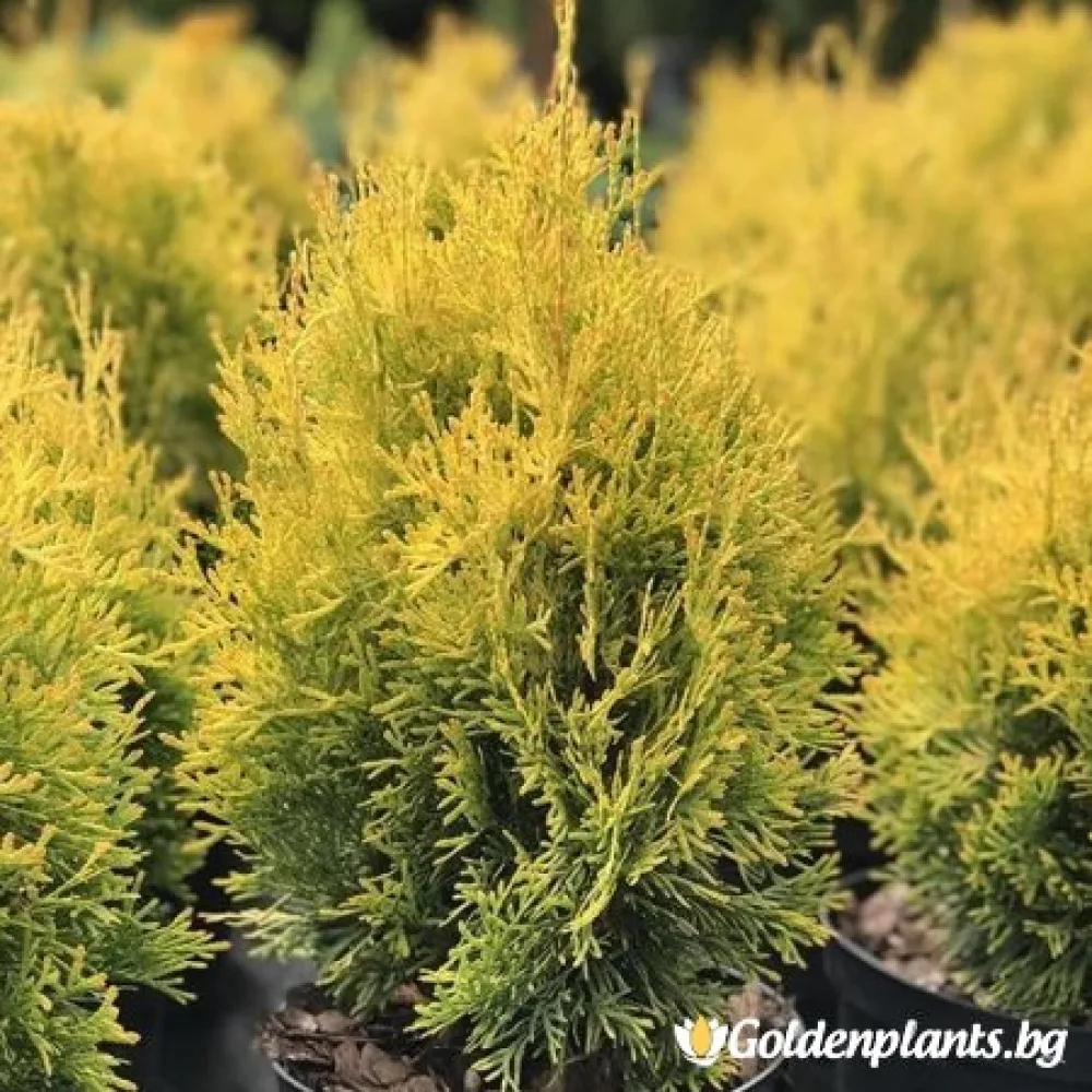 Западна туя Malonyana Aurea