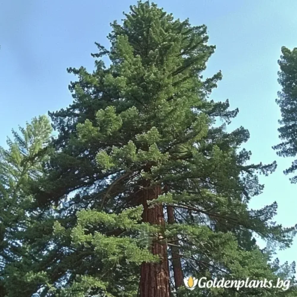 Калифорнийска Секвоя