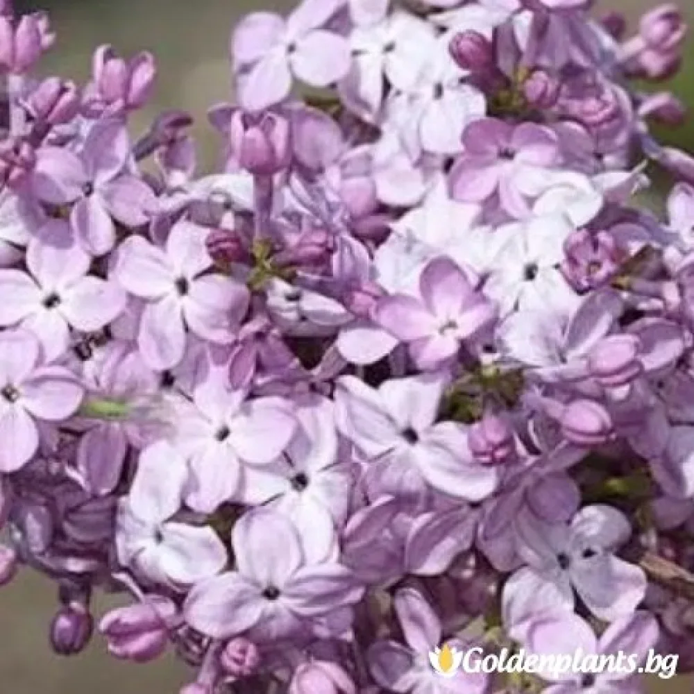 „Хортензия“ – люляк