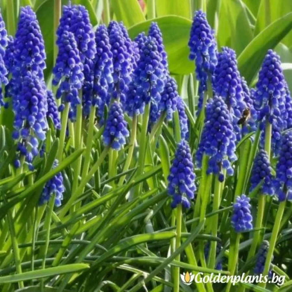 Мускари (Кукувиче грозде)