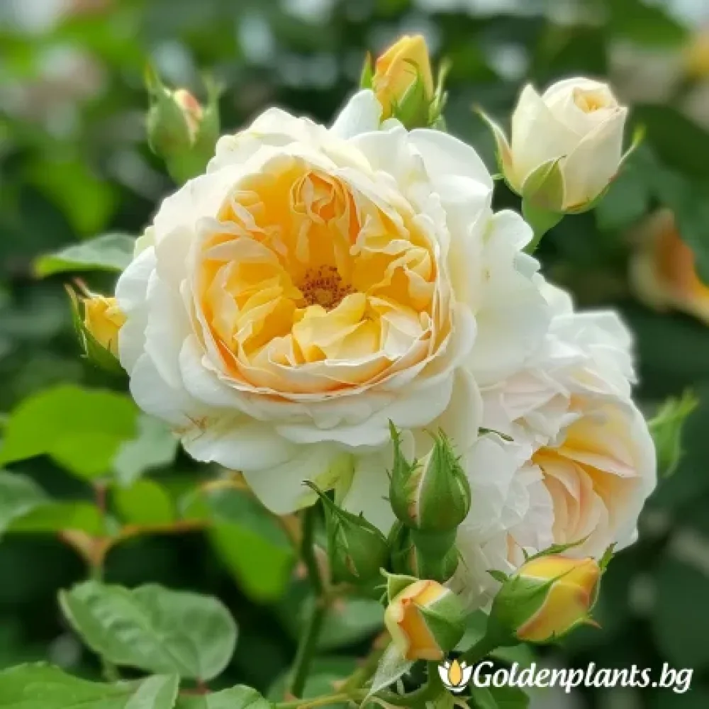 Роза сорт „Жълта Съблазън“, гол корен