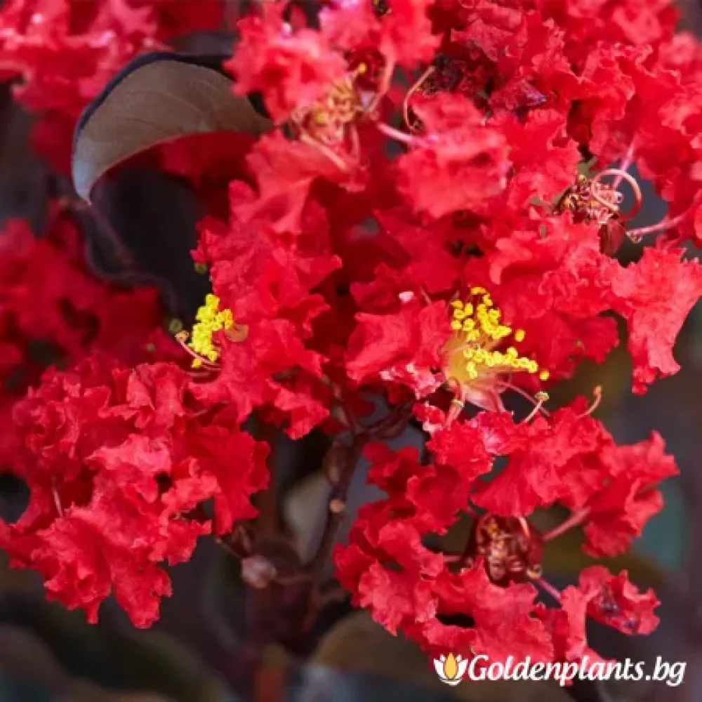 Индийски Люляк „Алено Червен“