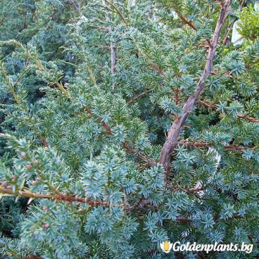Юниперус Сини Алпи 30-60 см