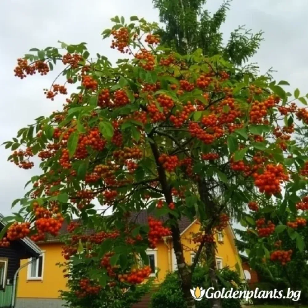 Плачеща Офика 140см