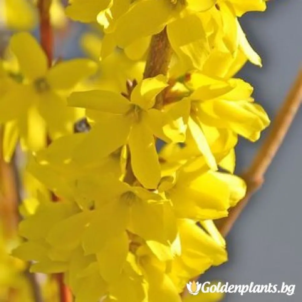 Форзиция сорт „Златна магия“