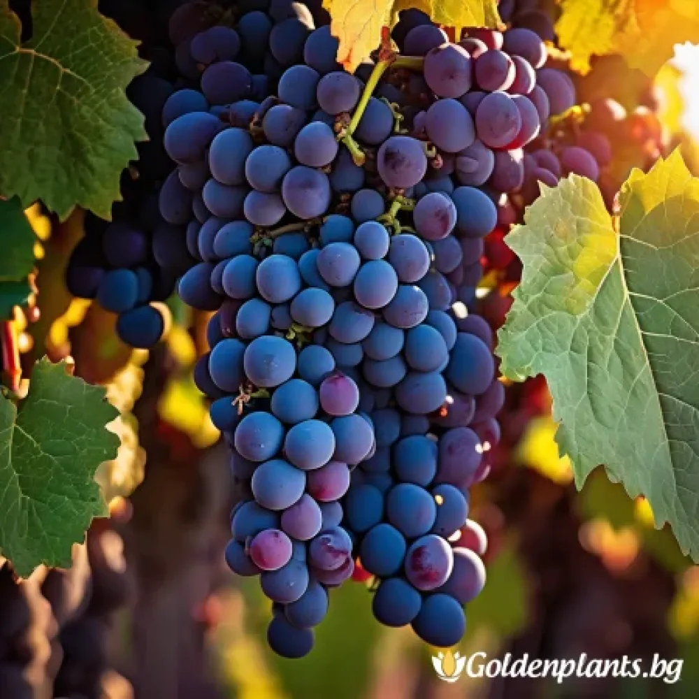 Лоза сорт Каберне Фран /cabernet franc/- Средно късно зреещ