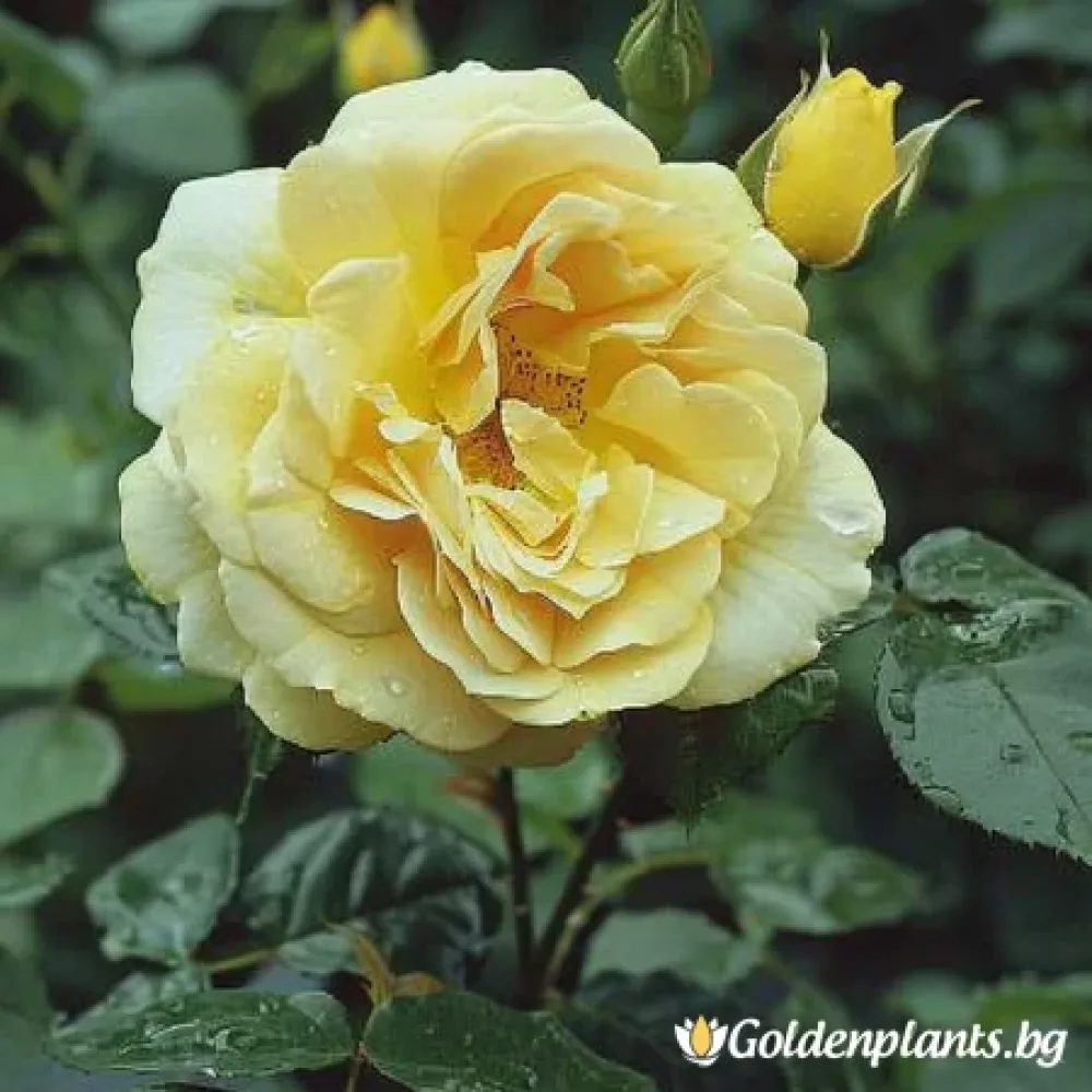 Роза сорт „Розов Залез“, гол корен