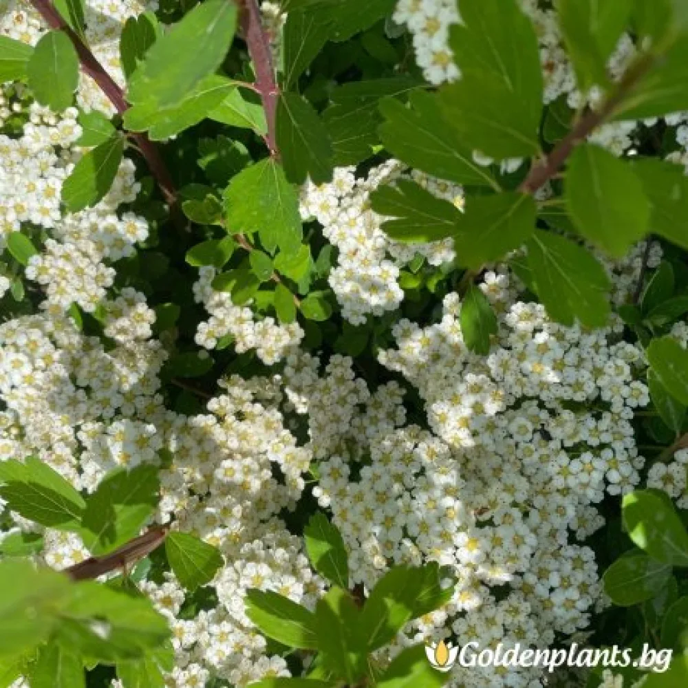 „Японика Юнска булка“ – спирея