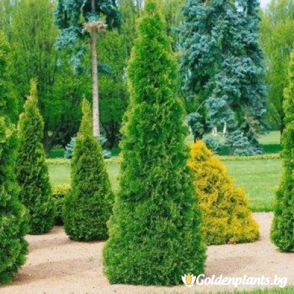 Западна туя malonyana 30-40см
