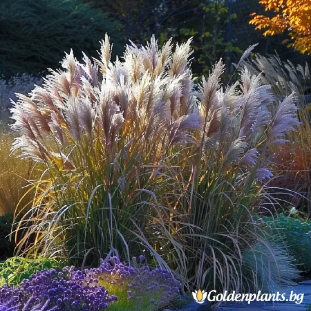 „Фламинго“ – мискатус