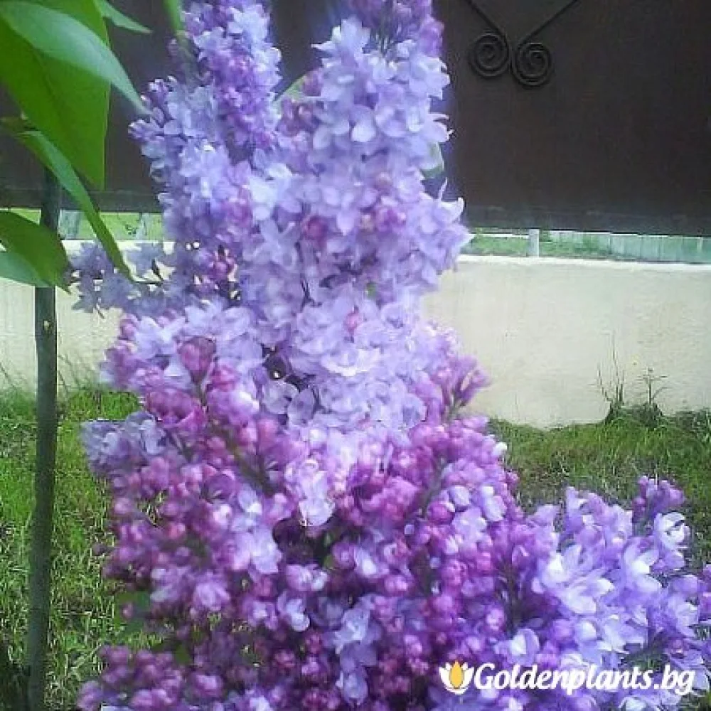 „Колхозница“ – люляк